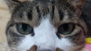 沈む船に喜んで飛び乗る感じ2