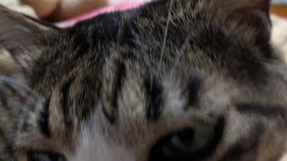 テレビ線でこの慌てよう