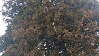 花粉症対策①アレグラ ※あと眼科のブラックジャック