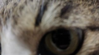 クーデタークラブ/松本光司