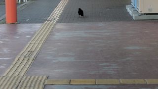 「洗脳」プロファイリング/苫米地英人 本橋信宏