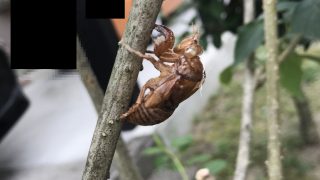 一夏のセミと三十回目の夏の俺