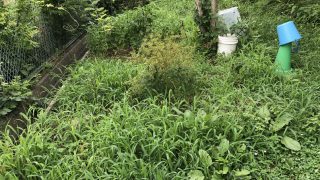 森林伐採は問題ない