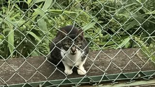 メルカリの死ぬ頃に