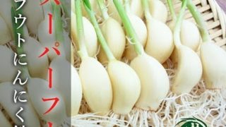 ミヤハラ農園のスプラウトにんにく鉄子を天ぷらで食らう
