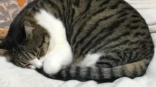 俺は依存症~何かに常に依存していないと狂いそうになる~