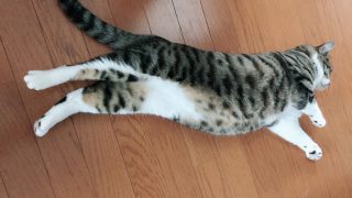 猫を恩返し……はあああああああ(# ゚Д゚)