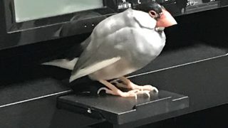 「ペットのおうち」というサイトを考える