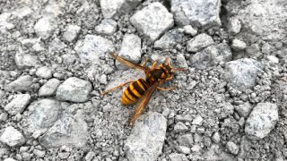 天より下にありし者 交通誘導員 54日目 スズメバチがいた