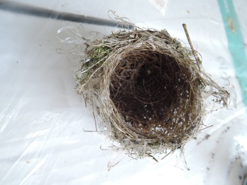 2016年6月22日　スズメの巣を発見！！